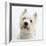 Portrait of a West Highland White Terrier-Mark Taylor-Framed Photographic Print