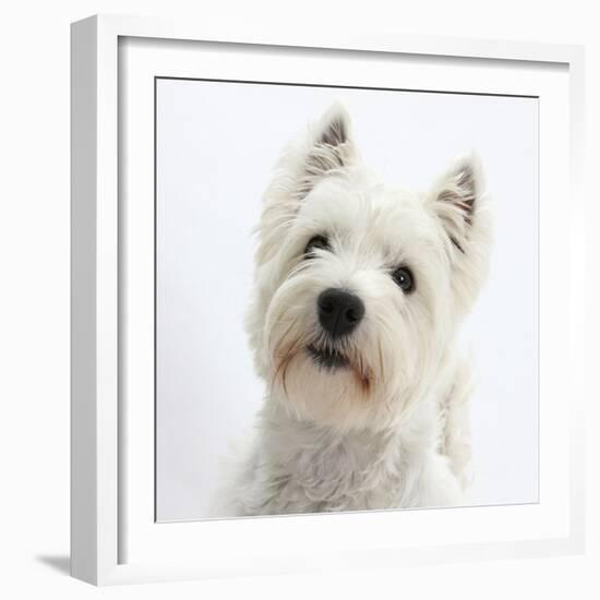 Portrait of a West Highland White Terrier-Mark Taylor-Framed Photographic Print