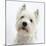 Portrait of a West Highland White Terrier-Mark Taylor-Mounted Photographic Print