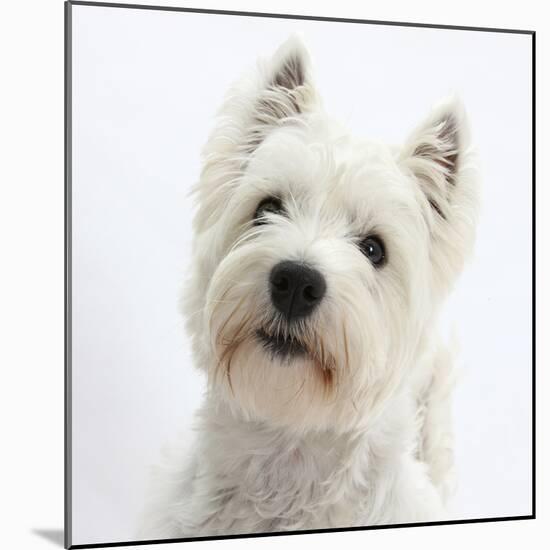 Portrait of a West Highland White Terrier-Mark Taylor-Mounted Photographic Print