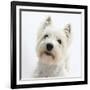 Portrait of a West Highland White Terrier-Mark Taylor-Framed Photographic Print