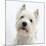 Portrait of a West Highland White Terrier-Mark Taylor-Mounted Photographic Print