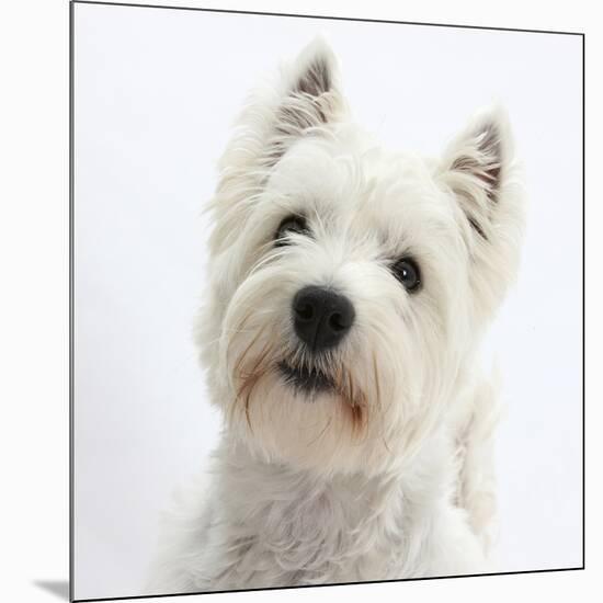 Portrait of a West Highland White Terrier-Mark Taylor-Mounted Photographic Print