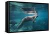 Portrait of a West Indian Manatee or "Sea Cow" in Crystal River, Three Sisters Spring, Florida-Karine Aigner-Framed Stretched Canvas