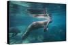 Portrait of a West Indian Manatee or "Sea Cow" in Crystal River, Three Sisters Spring, Florida-Karine Aigner-Stretched Canvas