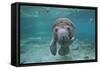 Portrait of a West Indian Manatee or "Sea Cow" in Crystal River, Three Sisters Spring, Florida-Karine Aigner-Framed Stretched Canvas