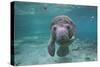 Portrait of a West Indian Manatee or "Sea Cow" in Crystal River, Three Sisters Spring, Florida-Karine Aigner-Stretched Canvas