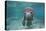 Portrait of a West Indian Manatee or "Sea Cow" in Crystal River, Three Sisters Spring, Florida-Karine Aigner-Stretched Canvas