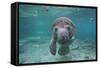 Portrait of a West Indian Manatee or "Sea Cow" in Crystal River, Three Sisters Spring, Florida-Karine Aigner-Framed Stretched Canvas