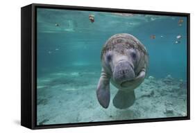 Portrait of a West Indian Manatee or "Sea Cow" in Crystal River, Three Sisters Spring, Florida-Karine Aigner-Framed Stretched Canvas