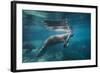 Portrait of a West Indian Manatee or "Sea Cow" in Crystal River, Three Sisters Spring, Florida-Karine Aigner-Framed Photographic Print