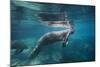 Portrait of a West Indian Manatee or "Sea Cow" in Crystal River, Three Sisters Spring, Florida-Karine Aigner-Mounted Photographic Print