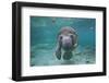 Portrait of a West Indian Manatee or "Sea Cow" in Crystal River, Three Sisters Spring, Florida-Karine Aigner-Framed Photographic Print