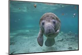 Portrait of a West Indian Manatee or "Sea Cow" in Crystal River, Three Sisters Spring, Florida-Karine Aigner-Mounted Photographic Print