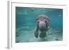 Portrait of a West Indian Manatee or "Sea Cow" in Crystal River, Three Sisters Spring, Florida-Karine Aigner-Framed Photographic Print