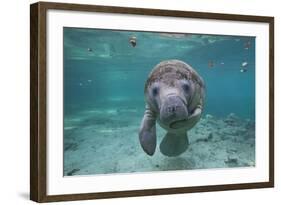 Portrait of a West Indian Manatee or "Sea Cow" in Crystal River, Three Sisters Spring, Florida-Karine Aigner-Framed Photographic Print