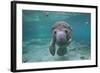 Portrait of a West Indian Manatee or "Sea Cow" in Crystal River, Three Sisters Spring, Florida-Karine Aigner-Framed Photographic Print