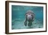 Portrait of a West Indian Manatee or "Sea Cow" in Crystal River, Three Sisters Spring, Florida-Karine Aigner-Framed Photographic Print