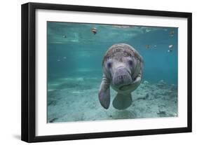 Portrait of a West Indian Manatee or "Sea Cow" in Crystal River, Three Sisters Spring, Florida-Karine Aigner-Framed Photographic Print