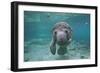 Portrait of a West Indian Manatee or "Sea Cow" in Crystal River, Three Sisters Spring, Florida-Karine Aigner-Framed Photographic Print