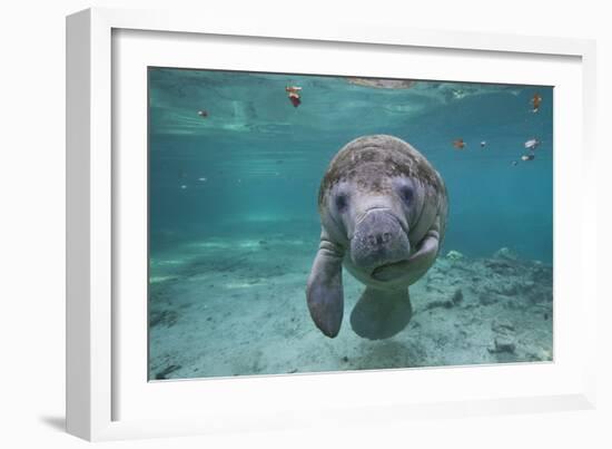 Portrait of a West Indian Manatee or "Sea Cow" in Crystal River, Three Sisters Spring, Florida-Karine Aigner-Framed Photographic Print