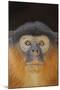 Portrait of a Western Red Colobus Monkey (Procolobus Badius). Gambia, West Africa, January-Robin Chittenden-Mounted Photographic Print