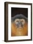 Portrait of a Western Red Colobus Monkey (Procolobus Badius). Gambia, West Africa, January-Robin Chittenden-Framed Photographic Print