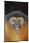 Portrait of a Western Red Colobus Monkey (Procolobus Badius). Gambia, West Africa, January-Robin Chittenden-Mounted Photographic Print