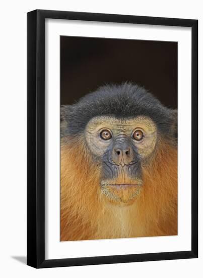 Portrait of a Western Red Colobus Monkey (Procolobus Badius). Gambia, West Africa, January-Robin Chittenden-Framed Photographic Print