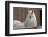 Portrait of a White Horse-Zandria Muench Beraldo-Framed Photographic Print