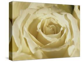 Portrait of a White Rose Corolla-Murray Louise-Stretched Canvas