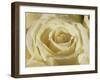 Portrait of a White Rose Corolla-Murray Louise-Framed Photographic Print