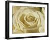 Portrait of a White Rose Corolla-Murray Louise-Framed Photographic Print