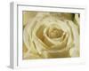 Portrait of a White Rose Corolla-Murray Louise-Framed Photographic Print