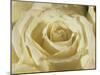 Portrait of a White Rose Corolla-Murray Louise-Mounted Photographic Print