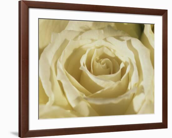 Portrait of a White Rose Corolla-Murray Louise-Framed Photographic Print