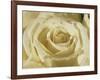 Portrait of a White Rose Corolla-Murray Louise-Framed Photographic Print