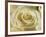 Portrait of a White Rose Corolla-Murray Louise-Framed Photographic Print