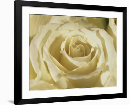 Portrait of a White Rose Corolla-Murray Louise-Framed Photographic Print