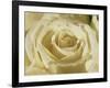 Portrait of a White Rose Corolla-Murray Louise-Framed Photographic Print