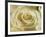 Portrait of a White Rose Corolla-Murray Louise-Framed Photographic Print