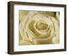 Portrait of a White Rose Corolla-Murray Louise-Framed Photographic Print