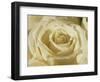 Portrait of a White Rose Corolla-Murray Louise-Framed Photographic Print