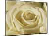 Portrait of a White Rose Corolla-Murray Louise-Mounted Photographic Print