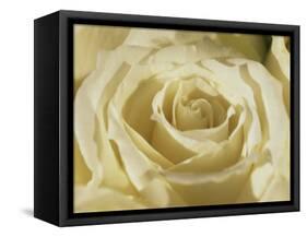Portrait of a White Rose Corolla-Murray Louise-Framed Stretched Canvas
