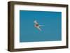 Portrait of a white-tailed, or yellow-billed tropicbird in flight. Seychelles.-Sergio Pitamitz-Framed Photographic Print
