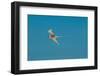 Portrait of a white-tailed, or yellow-billed tropicbird in flight. Seychelles.-Sergio Pitamitz-Framed Photographic Print