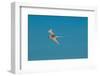 Portrait of a white-tailed, or yellow-billed tropicbird in flight. Seychelles.-Sergio Pitamitz-Framed Photographic Print