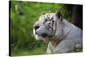 Portrait of a White Tiger-Friday-Stretched Canvas