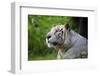 Portrait of a White Tiger-Friday-Framed Premium Photographic Print